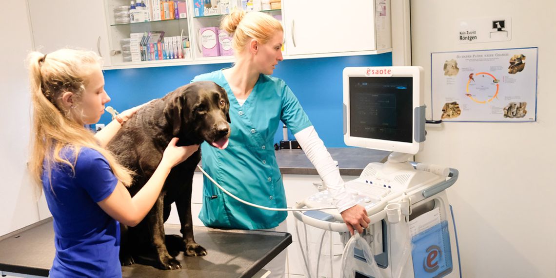 Tierarztpraxis Hambergen Dr. Ahlert Büttelmann Hund