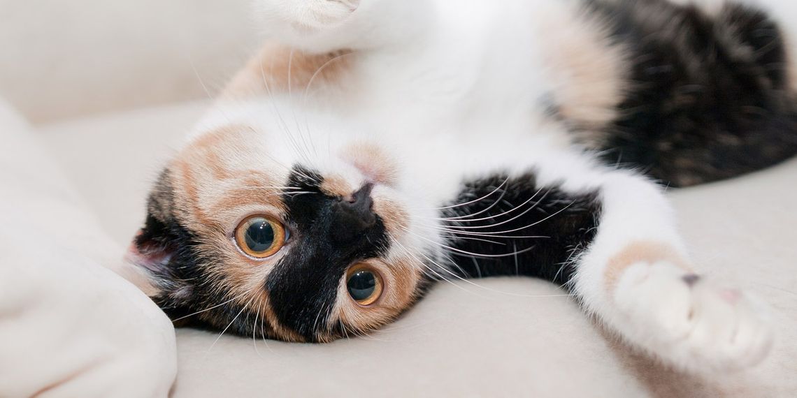 Tierarztpraxis Hambergen Dr. Ahlert Büttelmann Kleintiere Katze